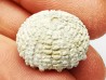 SEA URCHIN: Glypticus hieroglyphicus - Oxfordian - Foug, France