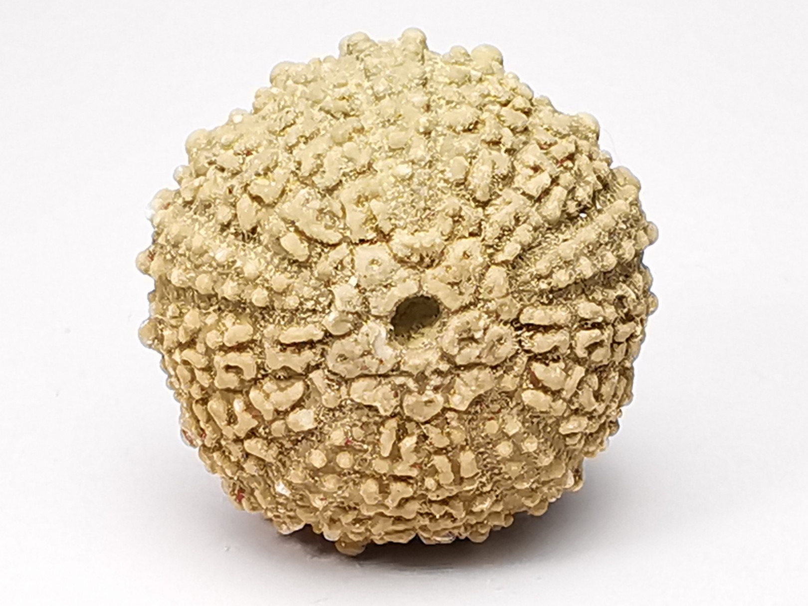 SEA URCHIN: Glypticus hieroglyphicus - Oxfordian - Foug, France