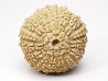 OURSIN : Glypticus hieroglyphicus - Oxfordien - Foug (54)