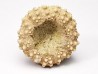SEA URCHIN: Glypticus hieroglyphicus - Oxfordian - Foug, France