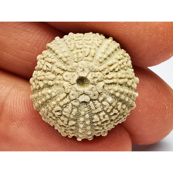 SEA URCHIN: Glypticus hieroglyphicus - Oxfordian - Foug, France