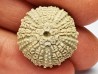 OURSIN : Glypticus hieroglyphicus - Oxfordien - Foug (54)