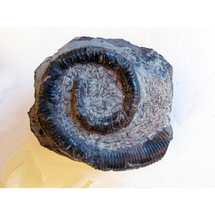 SCALARITES SCALARIS