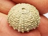 OURSIN : Glypticus hieroglyphicus - Oxfordien - Foug (54)