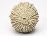 OURSIN : Glypticus hieroglyphicus - Oxfordien - Foug (54)