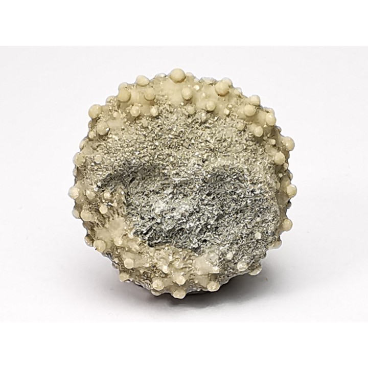 SEA URCHIN: Glypticus hieroglyphicus - Oxfordian - Foug, France