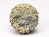 OURSIN : Glypticus hieroglyphicus - Oxfordien - Foug (54)