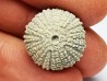 OURSIN : Glypticus hieroglyphicus - Oxfordien - Foug (54)