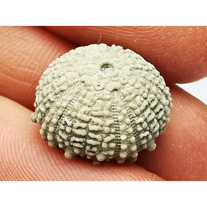 SEA URCHIN: Glypticus hieroglyphicus - Oxfordian - Foug, France