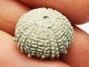 SEA URCHIN: Glypticus hieroglyphicus - Oxfordian - Foug, France