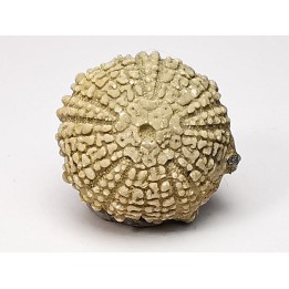 SEA URCHIN: Glypticus hieroglyphicus - Oxfordian - Foug, France