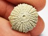 OURSIN : Glypticus hieroglyphicus - Oxfordien - Foug (54)