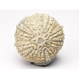 SEA URCHIN: Glypticus hieroglyphicus - Oxfordian - Foug, France