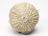 OURSIN : Glypticus hieroglyphicus - Oxfordien - Foug (54)
