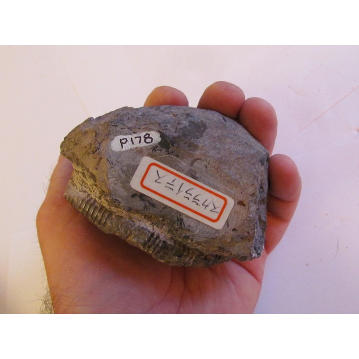 SCALARITES SCALARIS