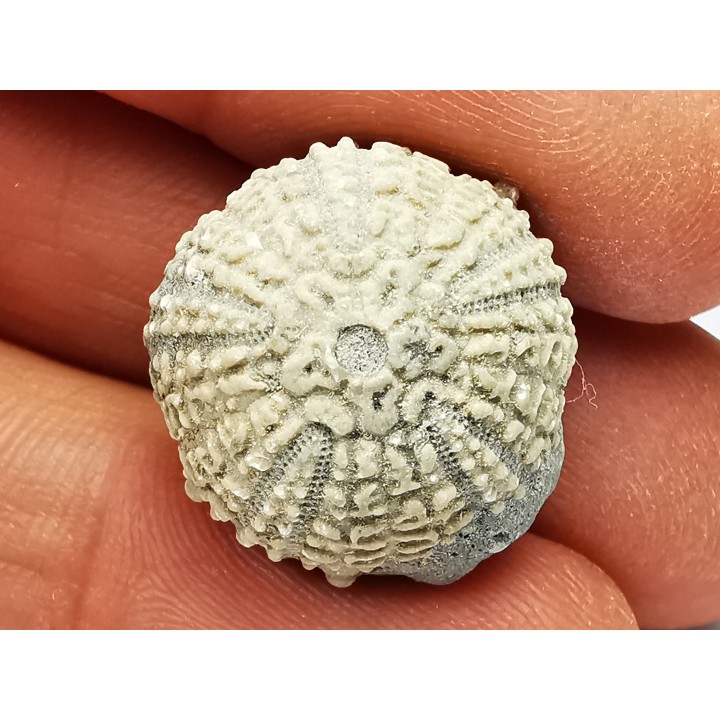 OURSIN : Glypticus hieroglyphicus - Oxfordien - Foug (54)