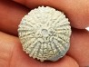 OURSIN : Glypticus hieroglyphicus - Oxfordien - Foug (54)