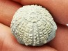 SEA URCHIN: Glypticus hieroglyphicus - Oxfordian - Foug, France