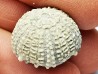 OURSIN : Glypticus hieroglyphicus - Oxfordien - Foug (54)