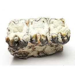 OREODONT : Merycoidodon culbersoni - Oligocene - Brule FMT - White River Badlands - S. Dakota, USA