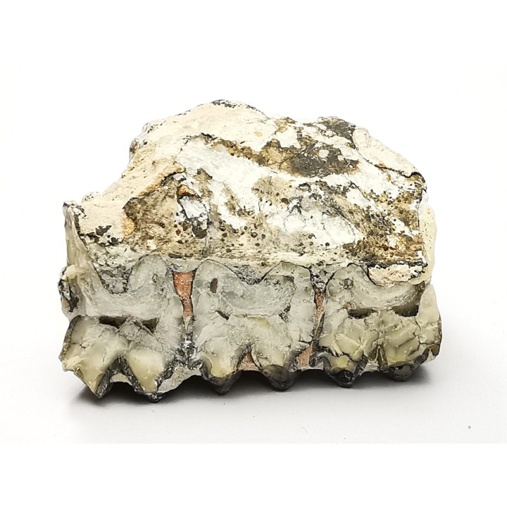 OREODONT : Merycoidodon culbersoni - Oligocene - Brule FMT - White River Badlands - S. Dakota, USA