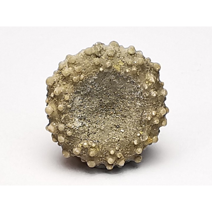 SEA URCHIN: Glypticus hieroglyphicus - Oxfordian - Foug, France