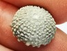 SEA URCHIN: Glypticus hieroglyphicus - Oxfordian - Foug, France