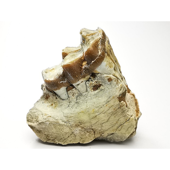 OREODONT : Merycoidodon culbersoni - Oligocene - Brule FMT - White River Badlands - S. Dakota, USA