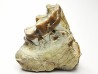 OREODONT : Merycoidodon culbersoni - Oligocene - Brule FMT - White River Badlands - S. Dakota, USA
