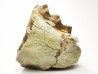 OREODONT : Merycoidodon culbersoni - Oligocene - Brule FMT - White River Badlands - S. Dakota, USA