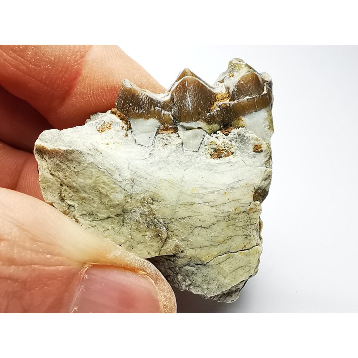 OREODONT : Merycoidodon culbersoni - Oligocene - Brule FMT - White River Badlands - S. Dakota, USA
