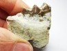 OREODONT : Merycoidodon culbersoni - Oligocene - Brule FMT - White River Badlands - S. Dakota, USA