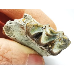 OREODONT : Merycoidodon culbersoni - Oligocene - Brule FMT - White River Badlands - S. Dakota, USA