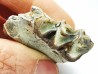 OREODONT : Merycoidodon culbersoni - Oligocene - Brule FMT - White River Badlands - S. Dakota, USA