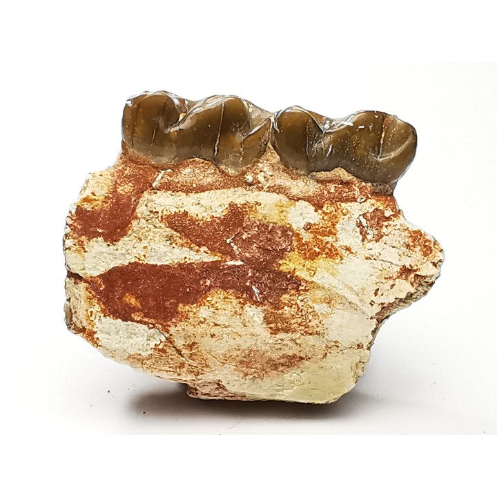 OREODONT : Merycoidodon culbersoni - Oligocene - Brule FMT - White River Badlands - S. Dakota, USA