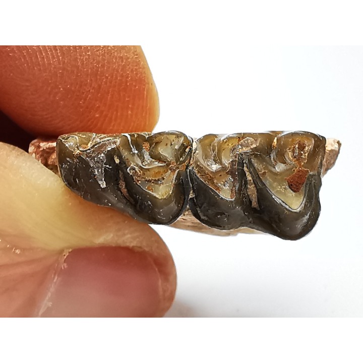 OREODONT : Merycoidodon culbersoni - Oligocene - Brule FMT - White River Badlands - S. Dakota, USA
