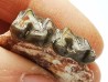 OREODONT : Merycoidodon culbersoni - Oligocene - Brule FMT - White River Badlands - S. Dakota, USA