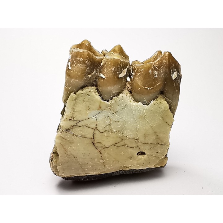 OREODONT : Merycoidodon culbersoni - Oligocene - Brule FMT - White River Badlands - S. Dakota, USA