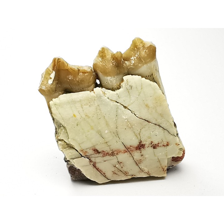 OREODONT : Merycoidodon culbersoni - Oligocene - Brule FMT - White River Badlands - S. Dakota, USA