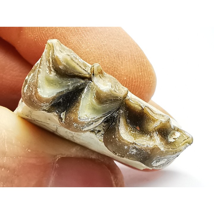 OREODONT : Merycoidodon culbersoni - Oligocene - Brule FMT - White River Badlands - S. Dakota, USA