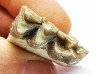 OREODONT : Merycoidodon culbersoni - Oligocene - Brule FMT - White River Badlands - S. Dakota, USA