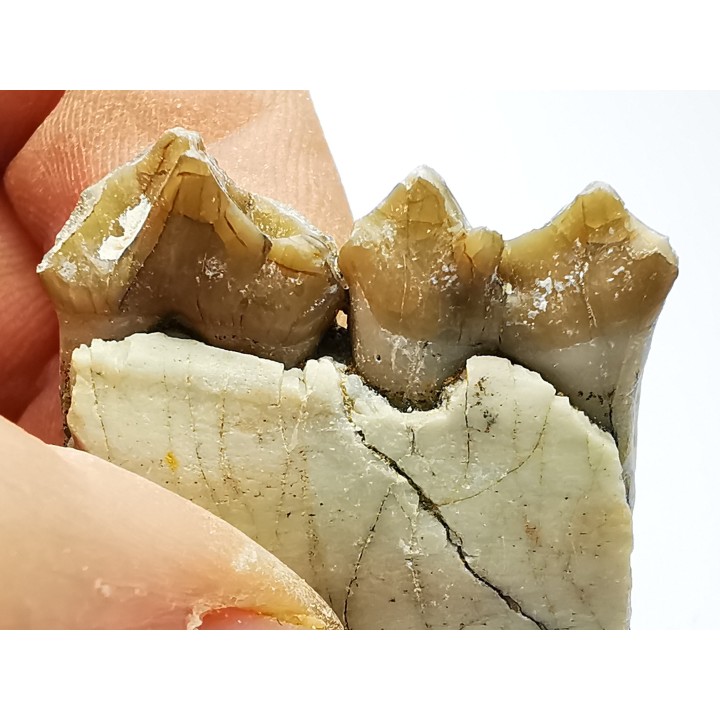OREODONTE : Merycoidodon culbersoni - Oligocène - Brule FMT - White River Badlands - S. Dakota, USA