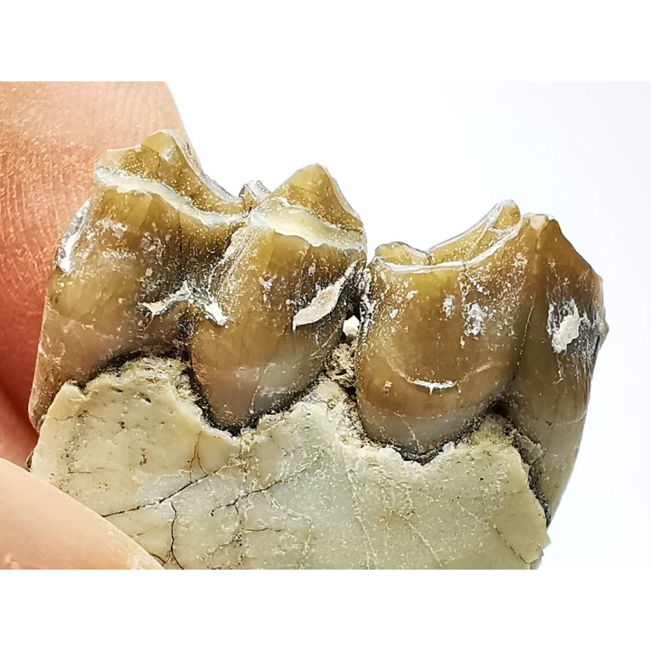 OREODONT : Merycoidodon culbersoni - Oligocene - Brule FMT - White River Badlands - S. Dakota, USA