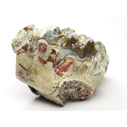 OREODONT : Merycoidodon culbersoni - Oligocene - Brule FMT - White River Badlands - S. Dakota, USA
