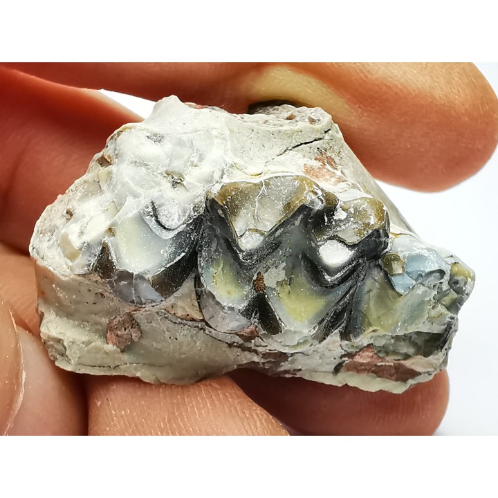 OREODONTE : Merycoidodon culbersoni - Oligocène - Brule FMT - White River Badlands - S. Dakota, USA