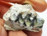 OREODONT : Merycoidodon culbersoni - Oligocene - Brule FMT - White River Badlands - S. Dakota, USA