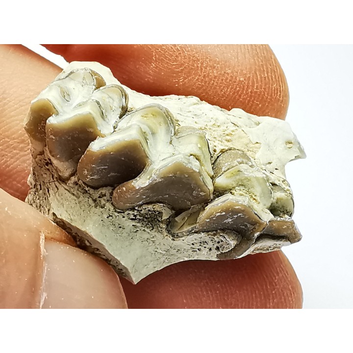 OREODONT : Merycoidodon culbersoni - Oligocene - Brule FMT - White River Badlands - S. Dakota, USA