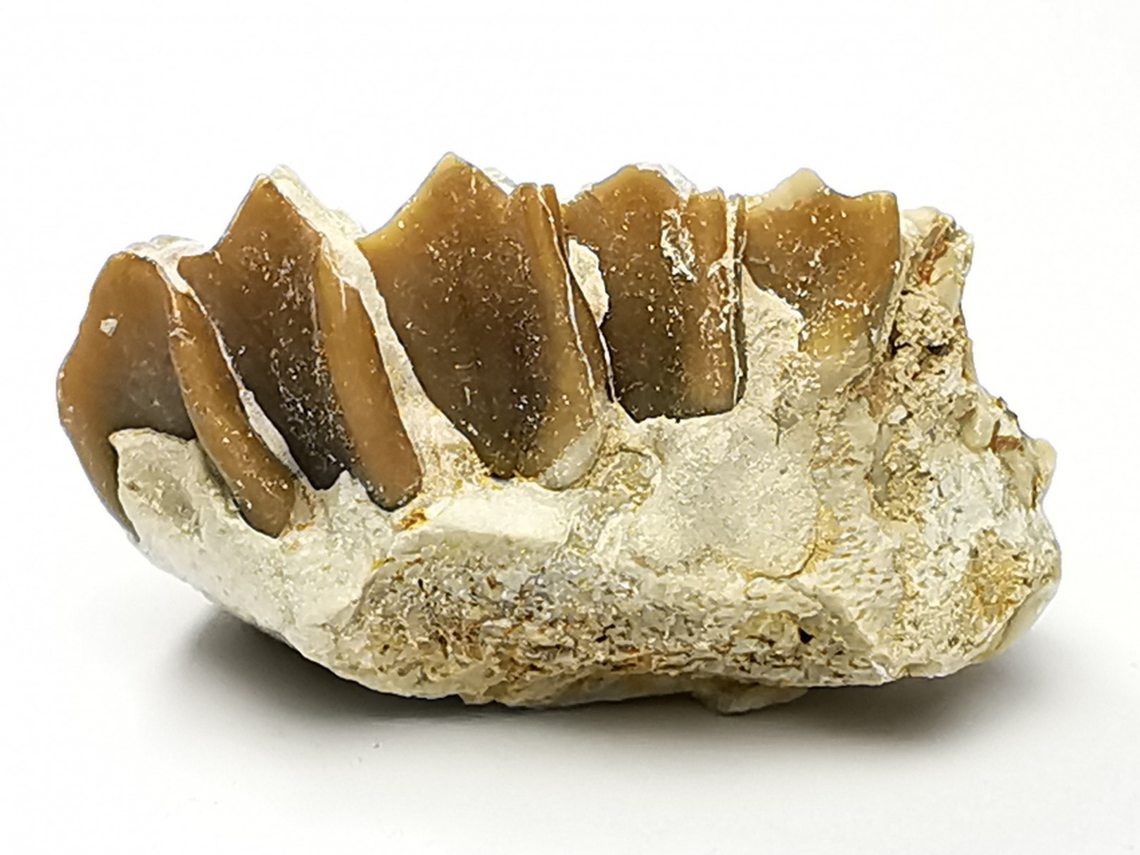 OREODONTE : Merycoidodon culbersoni - Oligocène - Brule FMT - White River Badlands - S. Dakota, USA