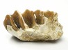 OREODONT : Merycoidodon culbersoni - Oligocene - Brule FMT - White River Badlands - S. Dakota, USA