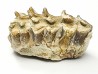 OREODONT : Merycoidodon culbersoni - Oligocene - Brule FMT - White River Badlands - S. Dakota, USA